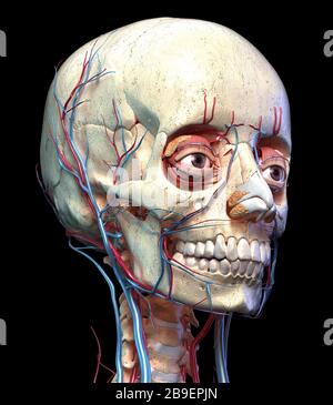 Front view of human skull with eyes, veins and arteries on black background. Stock Photo