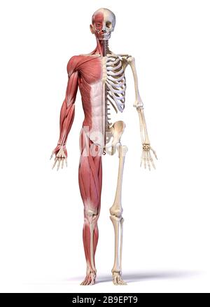 Anatomy of human male muscular and skeletal systems, front view, white background.