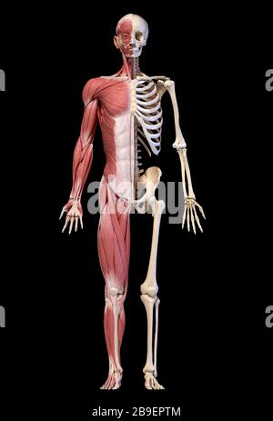 Anatomy of human male muscular and skeletal systems, front view, black background.
