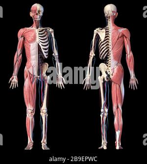 Human body systems. Illustrations of the muscular, skeletal ...