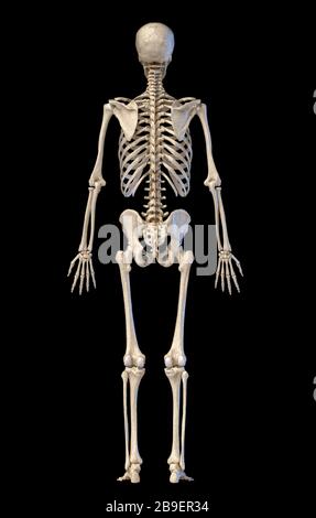 Back Rear View Standing Skeleton Of Human Body Stock Photo - Alamy