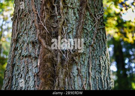 Tangled leafless plant creeping up an old tree trunk. Sunlight shining through green leaves in blurry background - Closeup, Horizontal format Stock Photo