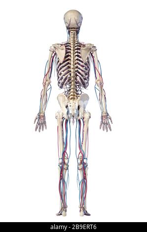 Rear view of full human skeletal system with veins and arteries, on white background. Stock Photo
