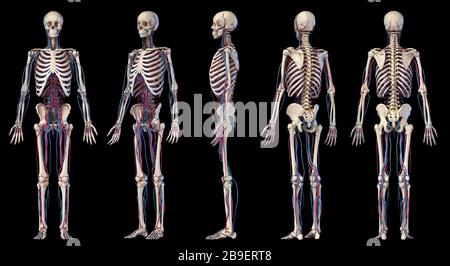 Multiple perspectives of human skeletal and cardiovascular systems, on black background. Stock Photo