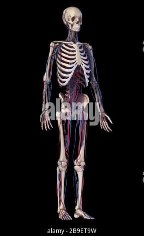 Human skeleton with veins and arteries. Front perspective view on black background. Stock Photo