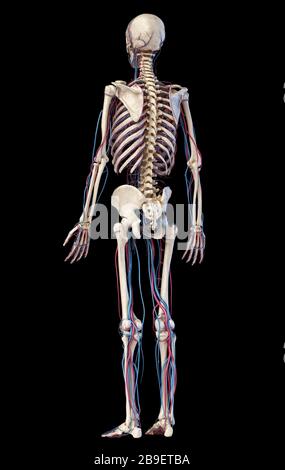 Human skeleton with veins and arteries. Rear perspective view on black background. Stock Photo