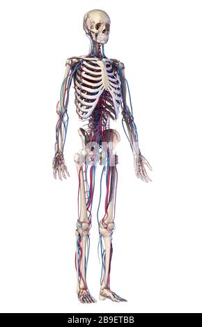 Human skeleton with veins and arteries. Front perspective view on white background. Stock Photo