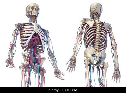 3/4 upper body view of human skeletal and vascular systems, black background. Stock Photo