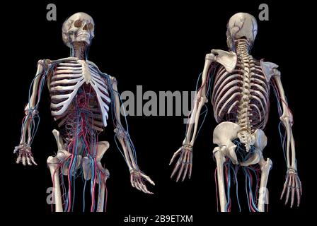 3/4 upper body view of human skeletal and vascular systems, black background. Stock Photo