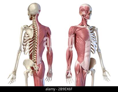 Upper body male anatomy of muscular and skeletal systems, white background. Stock Photo