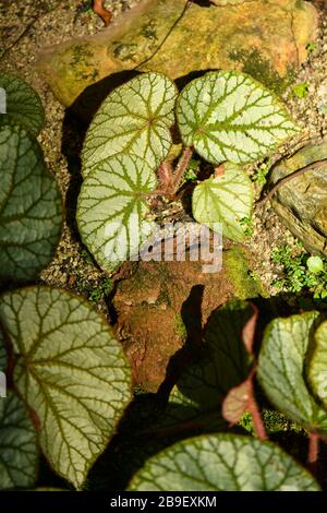 begonias-tropical-and-