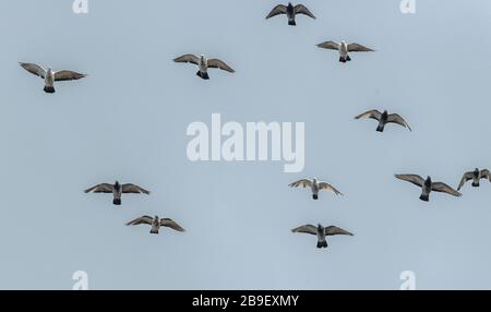 Domestic pigeons in flight over the rooves of Sherborne. Stock Photo