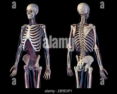 Front and back view of human skeletal and cardiovascular systems, black background. Stock Photo