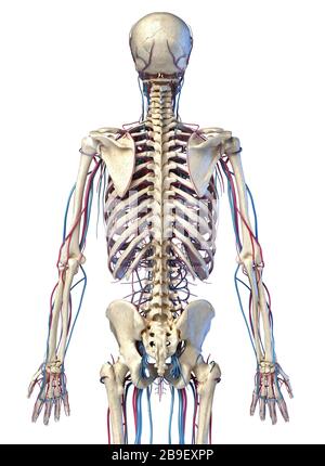 Upper body human skeleton with veins and arteries. Rear view on white background. Stock Photo