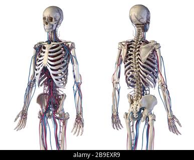 Front and back view of human skeletal and cardiovascular systems, white background. Stock Photo