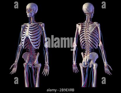 Front and back view of human skeletal and cardiovascular systems, black background. Stock Photo