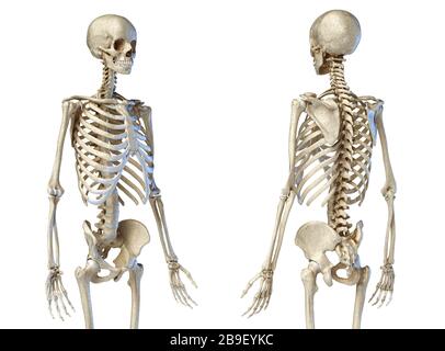 Upper body front and rear view of human skeletal system on white ...