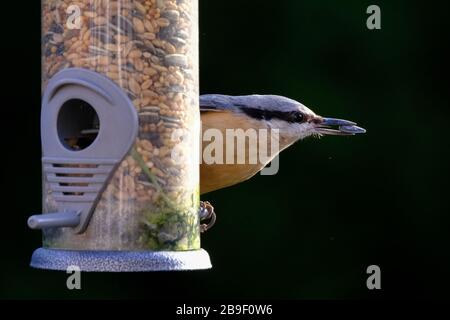 Nuthatch on a bird feeder Stock Photo