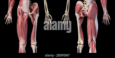 Low section views of human limbs, hip and muscular system, on black background. Stock Photo
