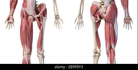 Low section views of human limbs, hip and muscular system, on white background. Stock Photo