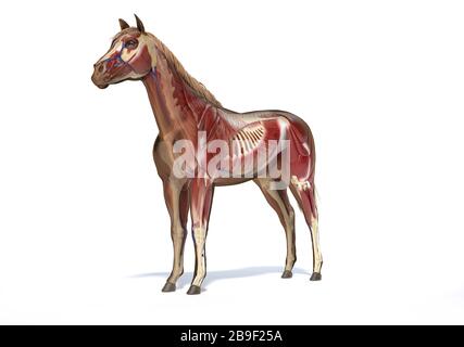 Muscular and skeletal system of a horse with ghost effect. Stock Photo