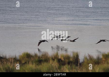 Backlit cormorants in flight over Douro river Stock Photo