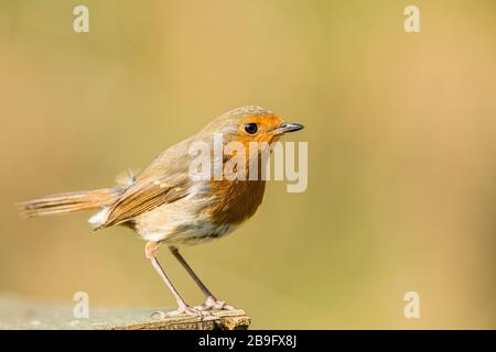 Robin foraging in spring sunshine in mid Wales Stock Photo