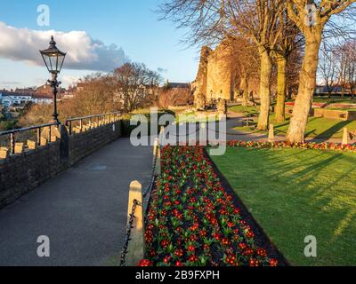 Spring flowers and the Kings Tower at Knaresborough Castle at sunset Knaresborough North Yorkshire England Stock Photo