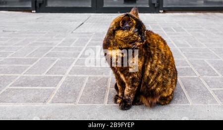 Photo A street three-color cat sitting on a pavement waiting for food Stock Photo