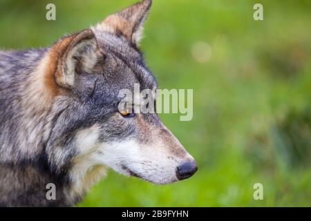 North American Gray Wolf, Canis Lupus Stock Photo