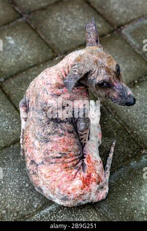 A Stray Dog With A Skin Condition, Bali, Indonesia. Stock Photo