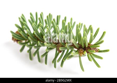 European silver fir twig isolated on white Stock Photo