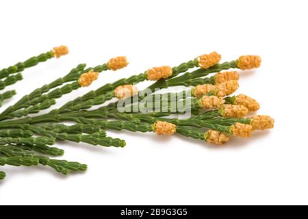 California incense cedar branch (Calocedrus decurrens) isolated on white Stock Photo