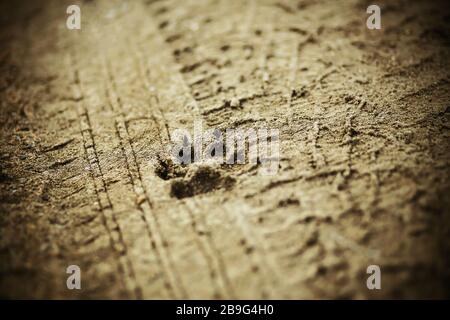 A wild dog's paw and a car's tire had been stamped on the muddy wet ground in cloudy weather. Stock Photo