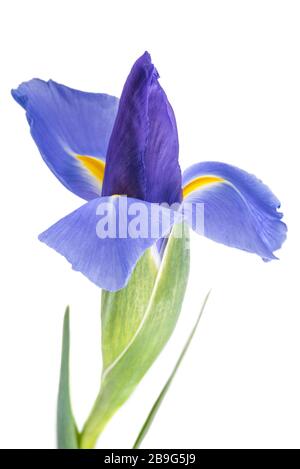 Iris flower isolated on white background Stock Photo