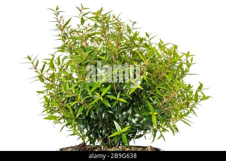 Myrtle  plant  isolated on white background Stock Photo