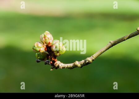 A sign of Spring.  Buds appearing on a flowering cherry tree. Stock Photo
