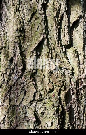Bark on trunk of a weeping willow, Salix babylonica. Stock Photo