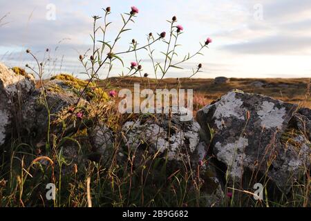 wild Irish flowers by a stone wall, landscape scene from Connemara, Galway, Ireland Stock Photo