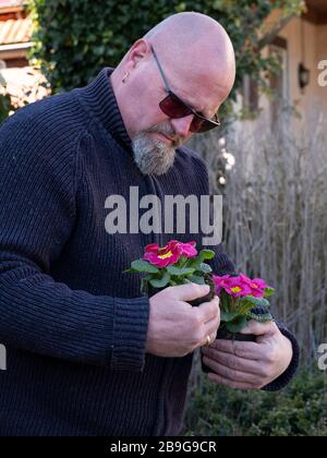 Elderly bald man is standing in the garden with pink primulas in a plastic flower pot in his hands. Pink Primrose Primula Vulgaris. Country Garden Stock Photo
