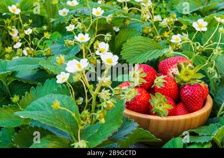 Just picked strawberries. Front-view of a wooden basket of strawberries on green field Stock Photo