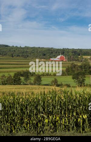 Summer morning sun shines over a red barn and fields of corn planted in patterns of rows and circles on a hillside in Peacham, Vt. Stock Photo