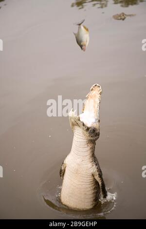 Alligator-pity-swampland, Caimam crocodilus yacare, Miranda, Mato Grosso do Sul, Brazil Stock Photo