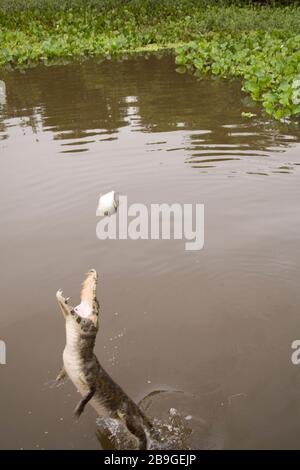 Alligator-pity-swampland, Caimam crocodilus yacare, Miranda, Mato Grosso do Sul, Brazil Stock Photo