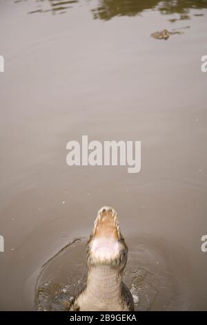 Alligator-pity-swampland, Caimam crocodilus yacare, Miranda, Mato Grosso do Sul, Brazil Stock Photo