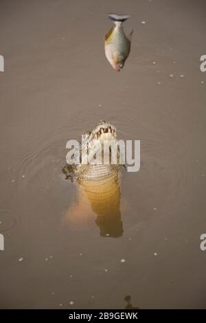 Alligator-pity-swampland, Caimam crocodilus yacare, Miranda, Mato Grosso do Sul, Brazil Stock Photo