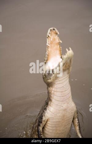 Alligator-pity-swampland, Caimam crocodilus yacare, Miranda, Mato Grosso do Sul, Brazil Stock Photo