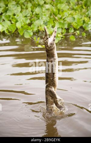 Alligator-pity-swampland, Caimam crocodilus yacare, Miranda, Mato Grosso do Sul, Brazil Stock Photo