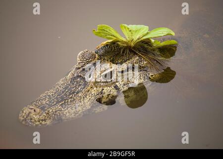 Alligator-pity-swampland, Caimam crocodilus yacare, Miranda, Mato Grosso do Sul, Brazil Stock Photo