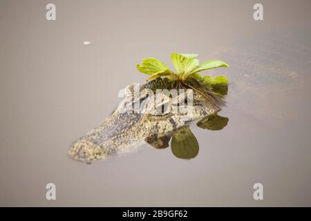 Alligator-pity-swampland, Caimam crocodilus yacare, Miranda, Mato Grosso do Sul, Brazil Stock Photo